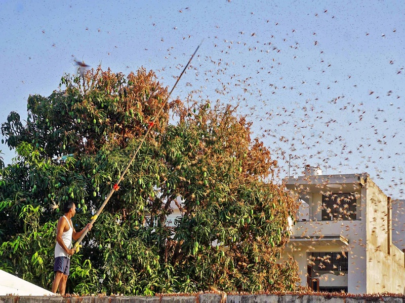India Faces Another Plague as Locusts Swarm